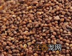 盐菟丝子的功效与作用 菟丝子的功效与作用