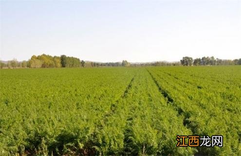 胡萝卜移栽注意事项 胡萝卜种植的注意事项