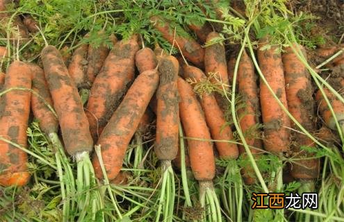 胡萝卜移栽注意事项 胡萝卜种植的注意事项