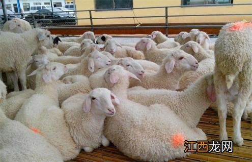 养10只母羊一年的利润 养10只母羊一年的利润有多少