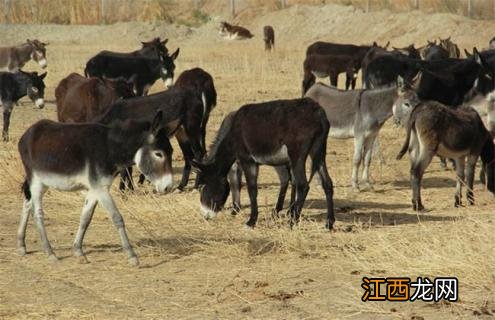 如何提高肉驴的繁殖力 肉驴饲养与繁殖技术