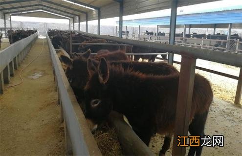 如何提高肉驴的繁殖力 肉驴饲养与繁殖技术