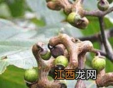 枳椇子的功效与作用及药用价值及禁忌 枳椇子的功效与作用及药用价值