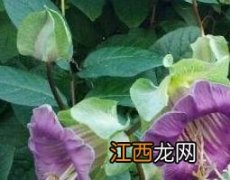 地黄叶子的药用价值 地黄叶的功效与作用及药用价值