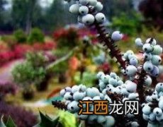 中草药十大功劳的功效与作用 十大功劳的功效与作用