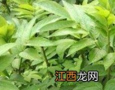 中药陆英的功效与作用 陆英的药用功效及草图