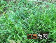 熊蕨根的功效与作用 熊蕨根的功效与作用及禁忌