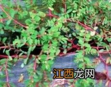 地锦草的药用价值和用法 地锦草的功效与作用及药用价值