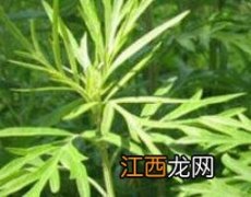 艾草晒干可以泡茶喝吗 晒干的艾草叶可以泡水喝吗