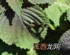 紫苏苞是什么 紫苏是什么花