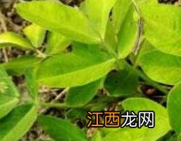 野花生草的功效与作用 野花生草的功效与作用及禁忌