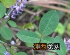 山花生的功效与作用及药用价值 山花生的功效与作用及药用价值禁忌