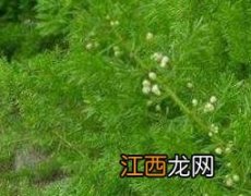 天门冬泡水喝的功效 黄芪天门冬泡水喝的功效