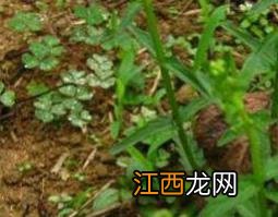 半枝莲的功效、作用与常用配方 半枝莲的功效与作用及常见配方