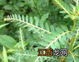 金银花和鸡骨草泡水喝的功效 鸡骨草泡水喝的功效