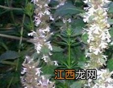 牙痈草的功效与作用 牙牙草的功效与作