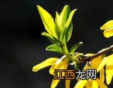 连翘花泡水的功效与作用 连翘花泡水的功效与作用及禁忌