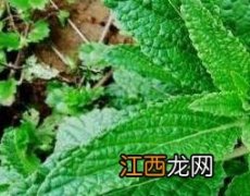 癞蛤蟆草的功效与作用及食用方法