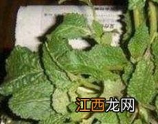 蛤蟆衣和车前草的区别