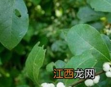 鱼眼树根的功效与作用及药用价值 鱼眼树根的功效与作用及药用价值