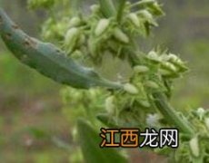 土大黄功效和作用 土大黄籽的功效与作用