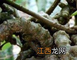 藤三七的功效与作用图片 藤三七的功效与作用