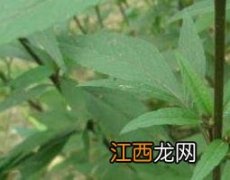 佩兰的功效与作用及药用价值 佩兰的药用价值和功效