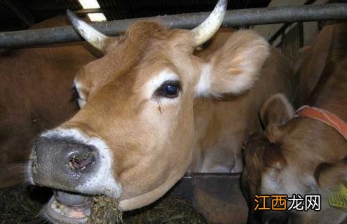 牛口蹄疫的治疗方法 牛口蹄疫的治疗方法有什么药治疗