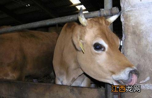 牛口蹄疫的治疗方法 牛口蹄疫的治疗方法有什么药治疗