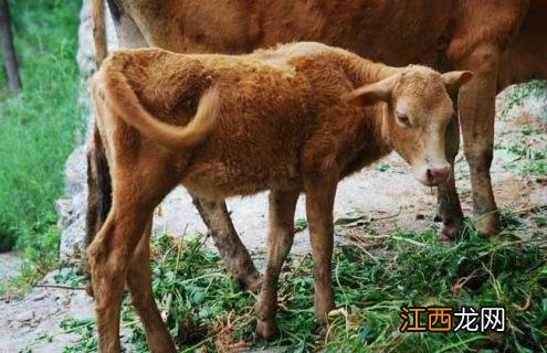 牛口蹄疫的治疗方法 牛口蹄疫的治疗方法有什么药治疗