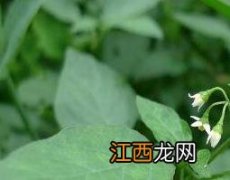 龙葵的功效与作用及药用价值 龙葵的功效和作用 中药知识