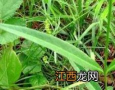 一枝箭的功效与作用 一枝箭主要治什么