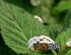 蛤蟆衣草的功效与作用