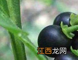 龙葵碱的功效与作用及禁忌 龙葵碱的功效与作用