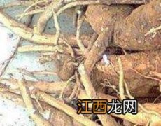 商陆怎么使用 商陆怎么根除