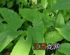 霪羊藿泡水喝的好处 霪羊藿泡茶喝有用吗