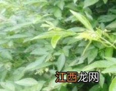 饿蚂蝗的功效和作用 饿蚂蟥的功效与作用及药用价值