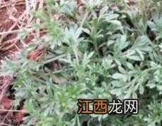 茵陈怎样吃效果最好 茵陈怎么吃效果最好