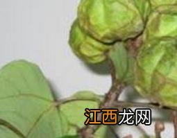 中药油桐子功效与用途 油桐籽的药用功效及常见用法