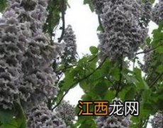 泡桐子的功效与药用价值 泡桐花的作用与药用功效