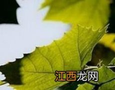 梧桐叶煮水的功效 梧桐叶煮水什么功效