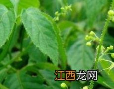 绞股蓝的功效与作用 绞股蓝的功效与作用降血压