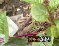 伸筋藤的功效与作用及食用方法 伸筋藤的功效和作用