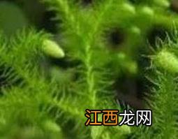 伸筋草图片欣赏 伸筋草图片