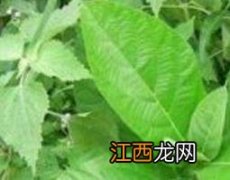 通血香的功效与作用及药用价值 通血香的功效与作用及药用价值