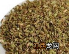 茴香籽的功效与作用及药用价值是什么 茴香籽的功效与作用及药用价值