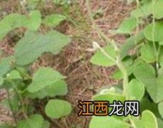 中药寻骨风的功效与作用及药用价值图片 中药寻骨风的功效与作用及药用价值