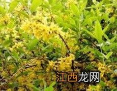 连翘的功效与作用及药用价值及禁忌 连翘的功效与作用及药用价值