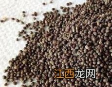 炒紫苏子的功效与作用及药用价值 炒紫苏子的功效与作用及药用价值及禁忌