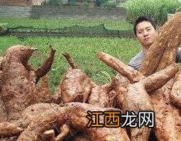 野生葛根的功效与作用